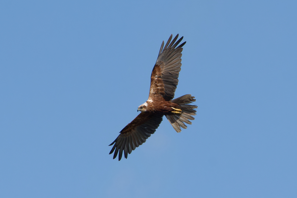 Marsh Harrier